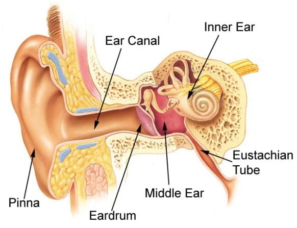 inner ear